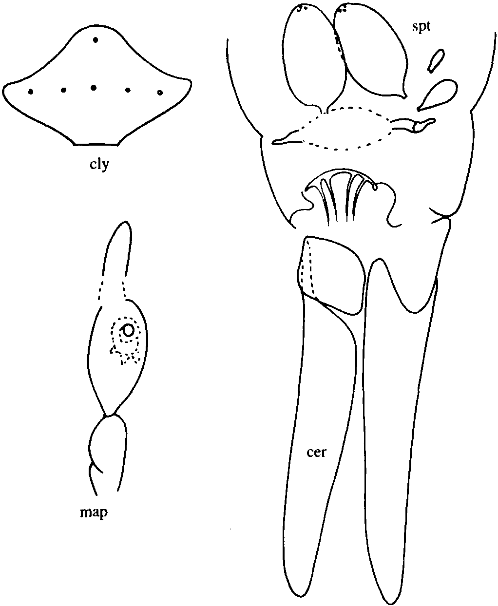 23.四囊細蠓